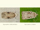  32.031 Agonopterix alstromeriana & Agonopterix ocellana Copyright Martin Evans 