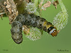  32.036 Depressaria radiella larva 11mm Copyright Martin Evans 
