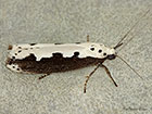  33.006 Ethmia bipunctella Copyright Martin Evans 