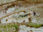  34.009 Cosmopterix pulchrimella 3.5mm larva biting through leaf surface Copyright Martin Evans 