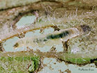  34.009 Cosmopterix pulchrimella larva entering mine Copyright Martin Evans 