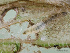 34.009 Cosmopterix pulchrimella larva further entering mine Copyright Martin Evans 