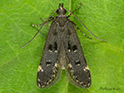  35.025 Dichomeris alacella Copyright Martin Evans 