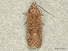  35.041 Bryotropha desertella Copyright Martin Evans 