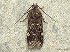  35.047 Bryotropha affinis Copyright Martin Evans 