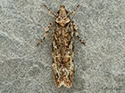  35.107 Psoricoptera gibbosella Copyright Martin Evans 