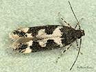  35.130 Caryocolum vicinella Copyright Martin Evans 