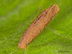  37.015 Coleophora serratella case Copyright Martin Evans 