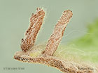  37.036 Coleophora conyzae larva initial case 5mm Copyright Martin Evans 