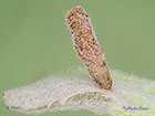  37.036 Coleophora conyzae larva case 8.5mm Copyright Martin Evans 