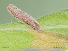  37.036 Coleophora conyzae larva case 9.5mm Copyright Martin Evans 
