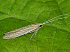  37.038 Coleophora lineolea Copyright Martin Evans 