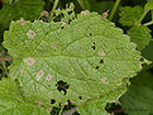  37.038 Coleophora lineolea leaf damage Copyright Martin Evans 