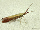  37.046 Coleophora deauratella Copyright Martin Evans 