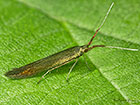  37.048 Coleophora mayrella Copyright Martin Evans 