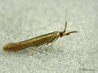  37.048 Coleophora mayrella Copyright Martin Evans 