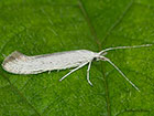  37.049 Coleophora anatipennella Copyright Martin Evans 