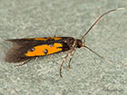  	39.005 Chrysoclista linneella Copyright Martin Evans 