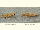  40.002 Mompha ochraceella and Mompha epilobiella Copyright Martin Evans 