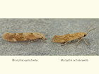  40.010 Mompha epilobiella and Mompha ochraceella Copyright Martin Evans 