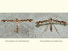 45.010 Amblyptilia acanthodactyla and Amblyptilia punctidactyla Copyright Martin Evans 