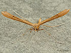  45.012 Stenoptilia pterodactyla Brown Plume Copyright Martin Evans 