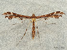  45.028 Capperia britanniodactylus Wood Sage Plume Copyright Martin Evans 