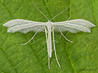  45.030 Pterophorus pentadactyla White Plume Copyright Martin Evans 