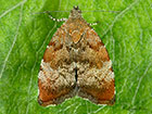  48.007 Choreutis pariana Apple Leaf Skeletoniser Copyright Martin Evans 