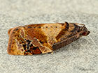  49.004 Ditula angustiorana Red-barred Tortrix Copyright Martin Evans 