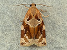  49.015 Archips xylosteana Variegated Golden Tortrix Copyright Martin Evans 