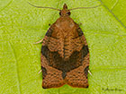  49.026 Pandemis heparana Dark Fruit-tree Tortrix Copyright Martin Evans 