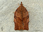  49.026 Pandemis heparana Dark Fruit-tree Tortrix female Copyright Martin Evans 