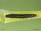  49.031 Zelotherses paleana Timothy Tortrix larva 14mm Copyright Martin Evans 