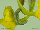  49.039 Epiphyas postvittana larva 11mm mistletoe Copyright Martin Evans 