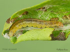  49.039 Epiphyas postvittana larva 11mm privet Copyright Martin Evans 