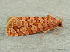  49.040 Lozotaeniodes formosana Copyright Martin Evans 