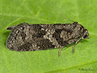  49.050 Cnephasia stephensiana Grey Tortrix Copyright Martin Evans 