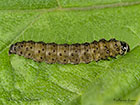  49.050 Cnephasia stephensiana Grey Tortrix Copyright Martin Evans 