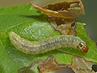  49.070 Acleris rhombana Rhomboid Tortrix larva Copyright Martin Evans 