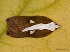  49.076 Acleris cristana Copyright Martin Evans 