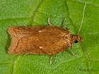  49.078 Acleris aspersana Copyright Martin Evans 