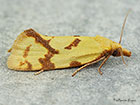  49.109 Agapeta hamana Copyright Martin Evans 