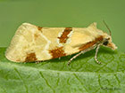  49.127 Aethes cnicana Copyright Martin Evans 