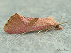  49.134 Cochylis roseana Copyright Martin Evans 