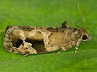  49.143 Eudemis porphyrana Copyright Martin Evans 