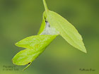  49.156 Hedya nubiferana Puparium in a leaf fold Copyright Martin Evans 