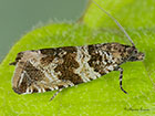  49.164  Celypha cespitana Copyright Martin Evans 