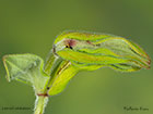  49.166 Celypha lacunana larval habitation Copyright Martin Evans 