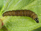 49.166 Celypha lacunana larva 10mm Copyright Martin Evans 